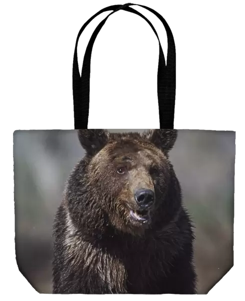 Grizzly Bear (Ursus Arctos); Alaska, Usa