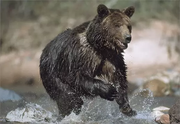 Wet Grizzly Bear Running In Stream