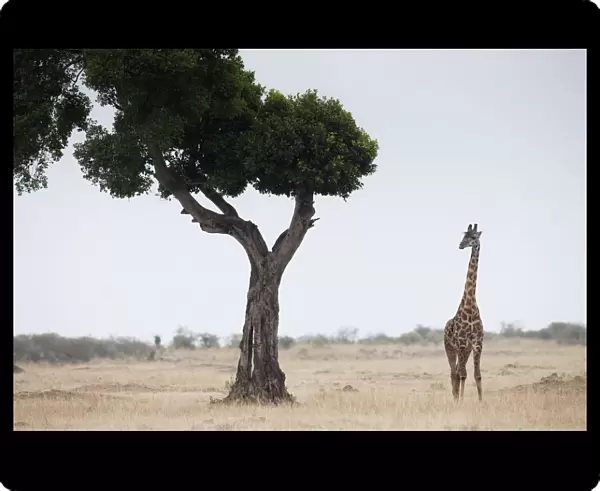 Giraffe, Kenya, Africa
