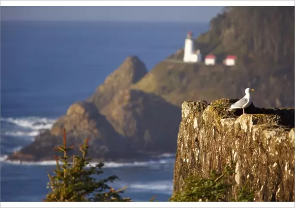 Oregon, United States Of America; Heceta Head Lighthouse Along The Coast