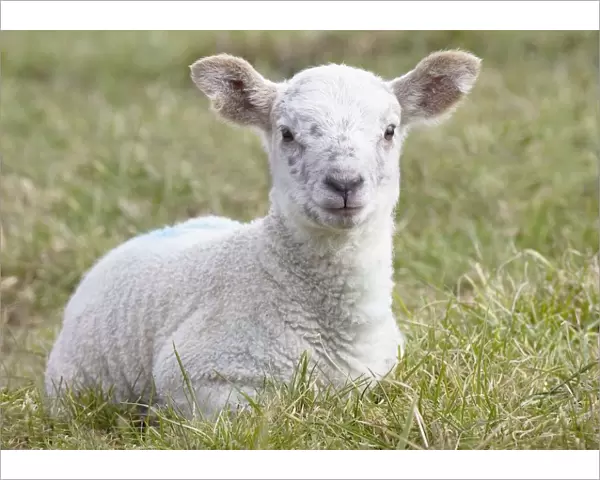 Northumberland, England; A Lamb