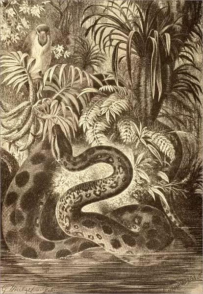 Anaconda Looking For Prey. From La Vida De Los Animales Published Spain Circa 1885