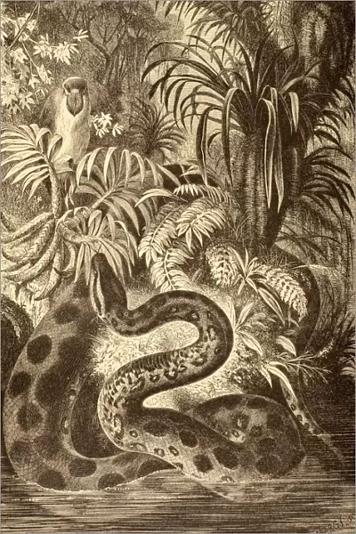 Anaconda Looking For Prey. From La Vida De Los Animales Published Spain Circa 1885