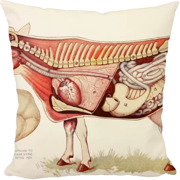 Internal Organs Of A Cow Withn The Rumen Illustrated To One Side To Reveal Other Digestive Organs Beneath It. From Virtues Household Physician, Published London 1924