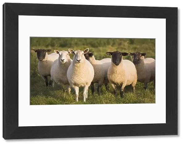Sheep In A Pasture; Yorkshire, England