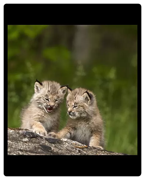 Two Canada Lynx (Lynx Canadensis) Kittens Playing On A Log; Canmore, Alberta, Canada