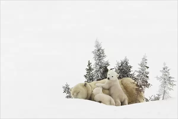 Polar Bear (Ursus Maritimus) Mother And Her Cubs Playing In The Snow In Wapusk National Park; Churchill, Manitoba, Canada