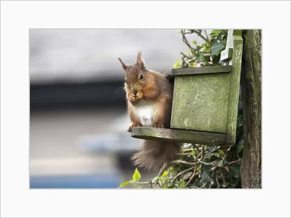 Red Squirrel (Sciurus Vulgaris) Sitting On A Bird House Hung On A Tree Trunk; Northumberland, England
