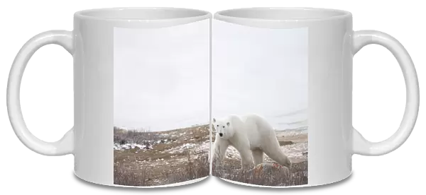 Polar Bear (Ursus Maritimus) Staring Ahead As It Walks Across The Frozen Tundra; Churchill, Manitoba, Canada