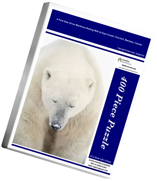 A Polar Bear (Ursus Maritimus) Resting With Its Eyes Closed; Churchill, Manitoba, Canada