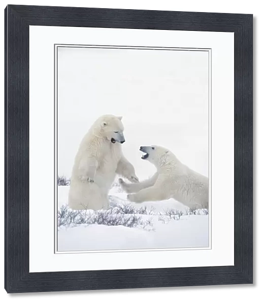 Two Polar Bears Play Fighting To Sharpen Their Hunting Skills As They Wait For The Ice To Freeze Over At Hudson Bay; Churchill, Manitoba, Canada
