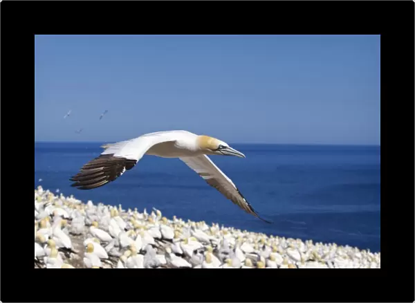Gannet Flying Above The Colony Of Birds At Bonaventure Island; Perce, Quebec, Canada