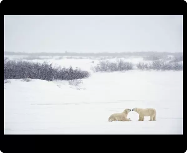 Two Polar Bears (Ursus Maritimus) Showing Affection By Kissing Each Other; Churchill, Manitoba, Canada