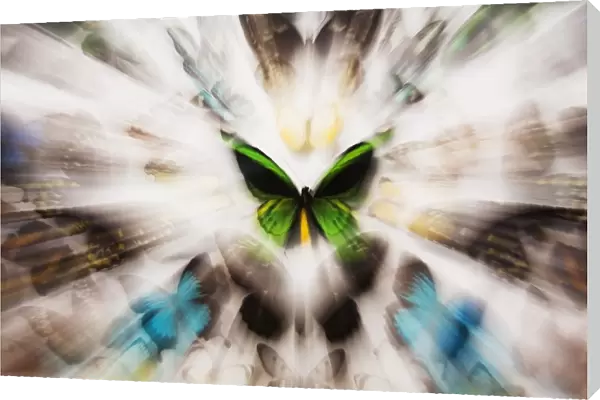 Focus On A Green Butterfly With Images Of Butterflies Surrounding It