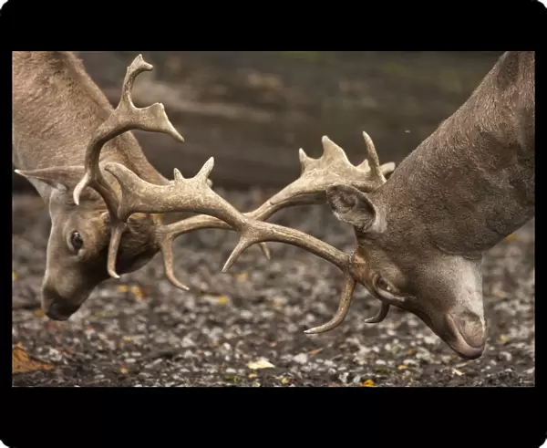 Two Deer (Cervidae) Fighting With Antlers; Northumberland, England