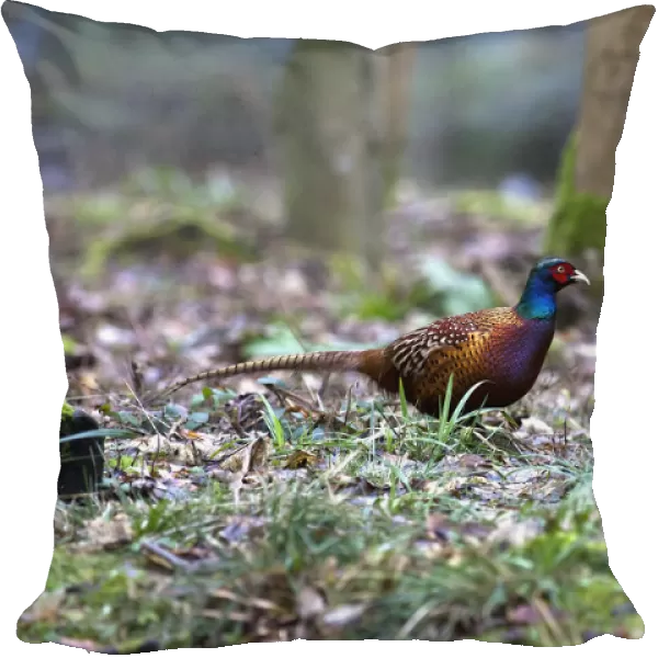 A Bird Sits On The Forest Floor; Northumberland England
