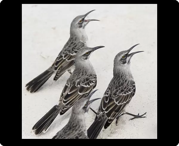 Mockingbirds (Mimidae); Galapagos, Equador