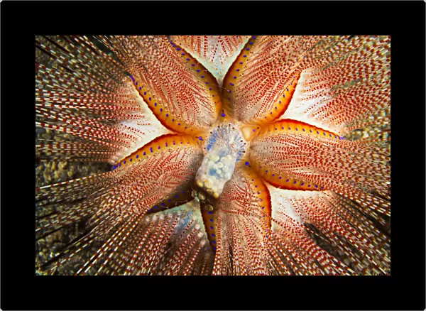 Hawaii, Maui, Rare Sighting Of A Blue-Spotted Sea Urchin (Astropyga Radiata)