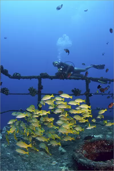 USA, Hawaii Islands, Oahu, Diver And Schooling Blue Striped Snapper (Lutjanus Kasmira) On Wreck Of Sea Tiger; Waikiki