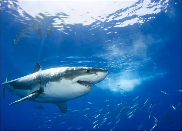 Mexico, Great White Shark (Carcharodon Carcharias); Guadalupe Island