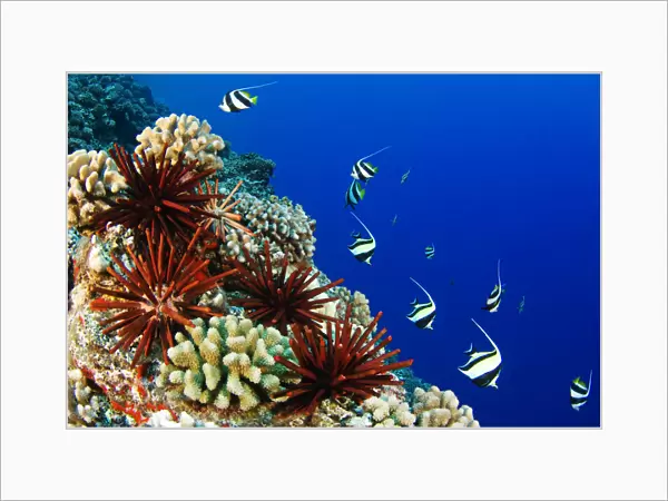 USA, Typical Hawaiian Reef Scene; Hawaii Islands, Pennant Bannerfish (Heniochus Chrysostomus) Gliding Through Water Together