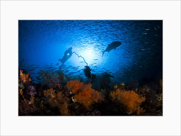 Indonesia, Silhouette of diver near reef; Komodo
