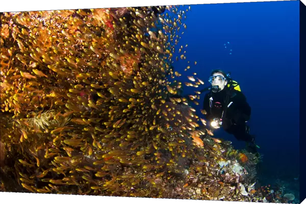 Indonesia, Diver near reef; Komodo