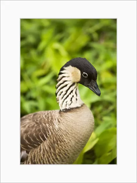 USA, Hawaii Islands, Nene Goose (Nesochen Sandvicensis); Kauai, Close-Up Of Hawaiis State Bird