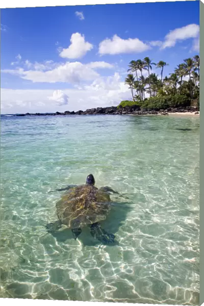 Hawaii, Green Sea Turtle (Chelonia Mydas) An Endangered Species