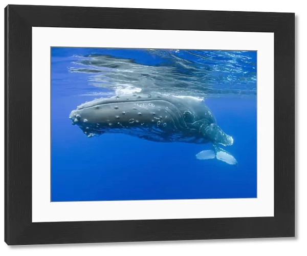 Hawaii, Maui, Close-Up Of Humpback Whale Near The Oceans Surface