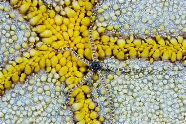 USA, Reticulated Brittle Star (Ophiocoma Brevipes) On Cushion Starfish (Culcita Novaeguineae); Hawaii