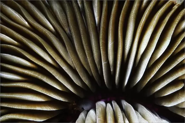 USA, Close-Up Of Mushroom Coral (Fungia Scutaria); Hawaii