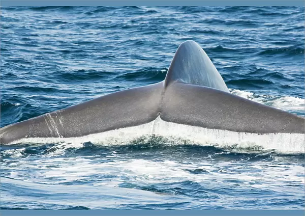 USA, Tail fluke of Blue Whale (Balaenoptera Musculus); California