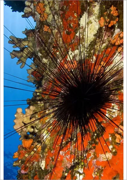 USA, Long-Spined Sea Urchin (Diadema Paucispinum) and Encrusting Red Sponge; Hawaii