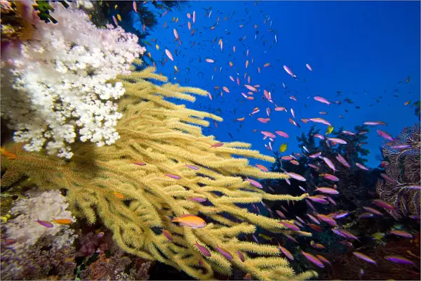 Alconarian and Gorgonian Coral; Fiji