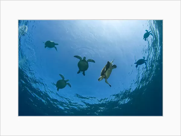 USA, Green Sea Turtles (Chelonia Mydas) swimming near surface; Hawaii