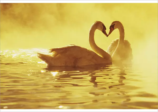 View of two African Swans at sunset, studio set, Hollywood, CA