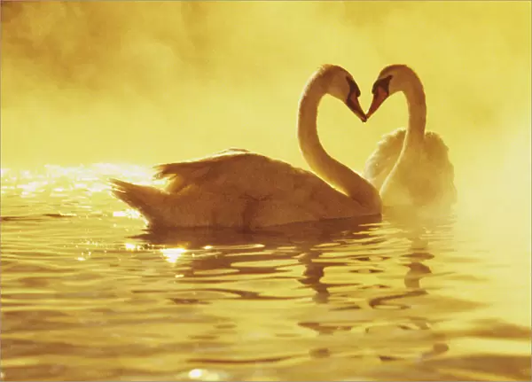 View of two African Swans at sunset, studio set, Hollywood, CA