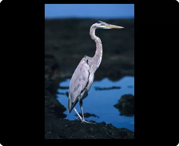 Galapagos, Great Blue Heron (Ardea Herodias), Next To A Rocky Pool