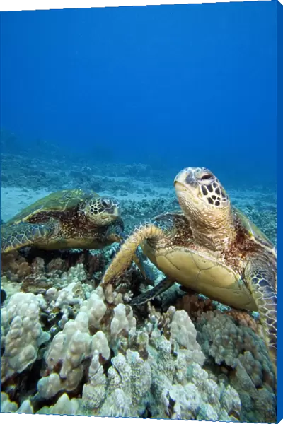 Hawaii, Two Green Sea Turtles (Chelonia Mydas) On Colorful Coral Reef