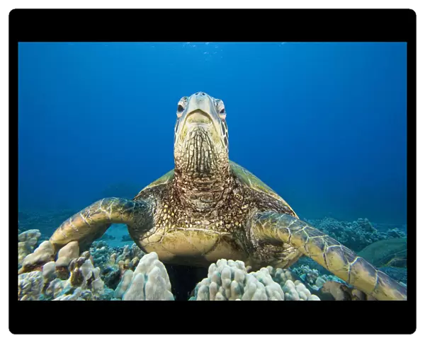 Hawaii, Close-Up Of Green Sea Turtle (Chelonia Mydas) On Reef