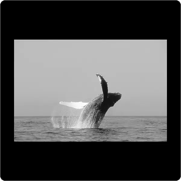 USA, Humpback Whale (Megaptera Novaeangliae) Breaching; Alaska