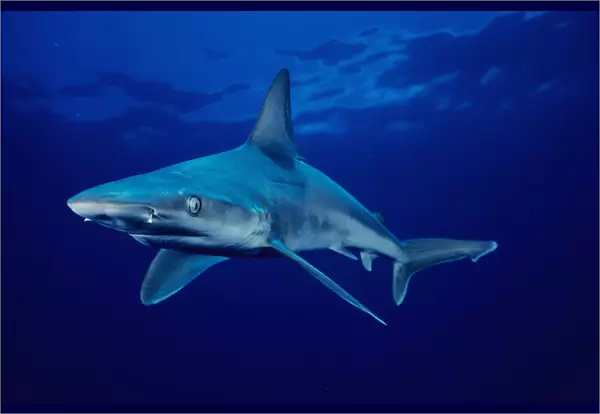 USA, Sandbar Shark (Carcharhinus Plumbeus) in clear blue water near surface; Hawaii Islands