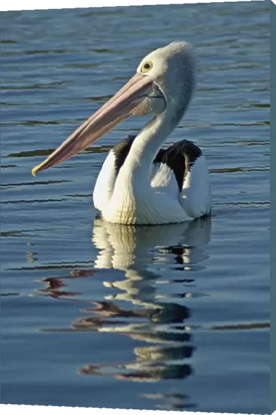 Australia, Pelican Swimming On Calm, Reflective Water