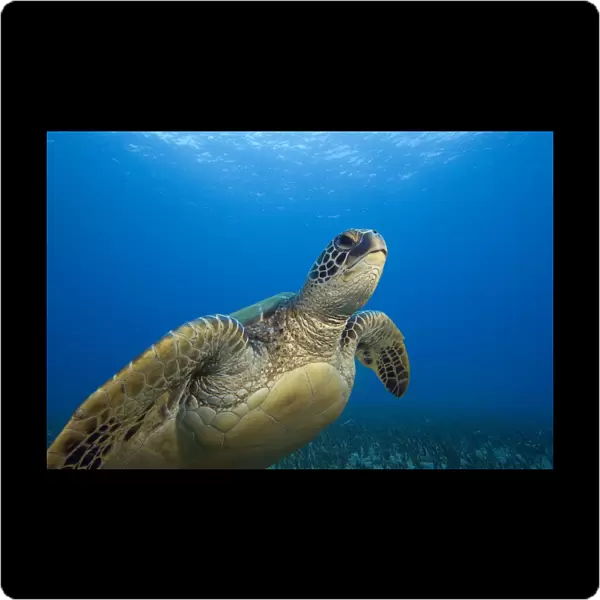 Hawaii, Close-Up Of Green Sea Turtle (Chelonia Mydas) Swimming Forward