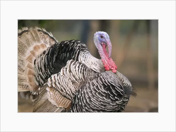 Thailand, Nong Bua Lumphu, Male Turkey With Plumage On Farm