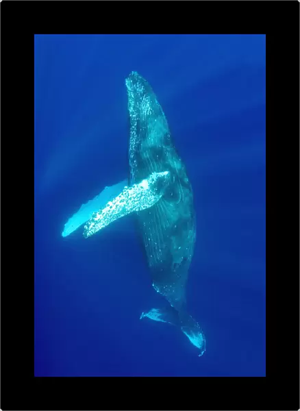 Hawaii, Humpback Whale (Megaptera Novaeangliae) Swimming In Deep Blue Ocean