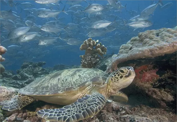 Malaysia, Sipidan, Bigeye Trevally (Caranx Sexfasciatus) Behind A Green Sea Turtle (Chelonia Mydas)