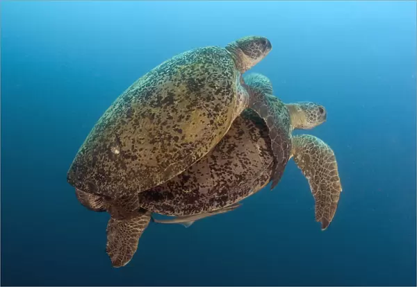 Malaysia, Borneo, Sipadan Island, Coupling Green Sea Turtles, Chelonia Mydas