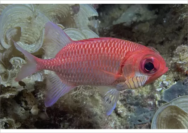 Indonesia, Close-Up Side View Of A Pale Soldierfish (Myripristis Hexagona) With A Large Parasitic Isopod